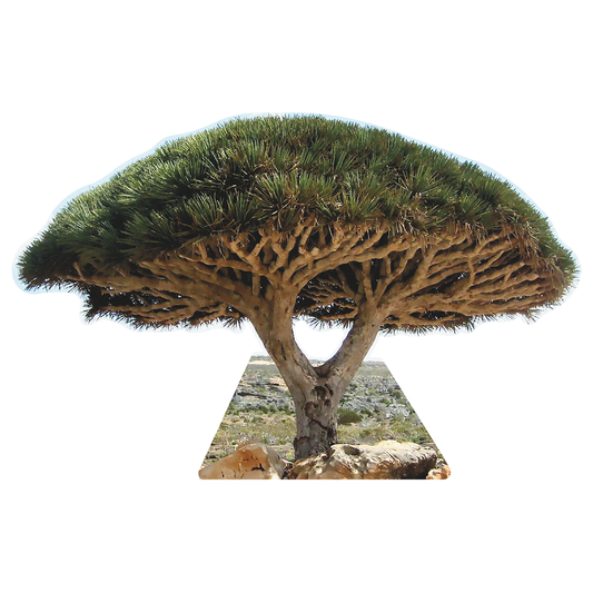 Socotra Dragon Blood Trees Cardboard Cutout