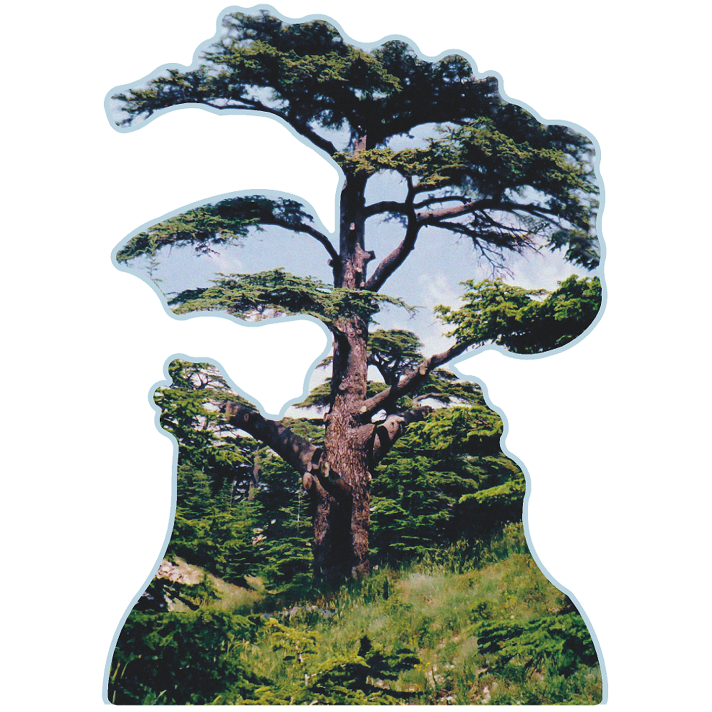 Cedars of God Lebanon Tree Famous Trees Cardboard Cutout