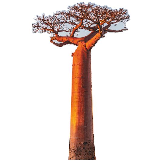 Avenue of the Baobabs Tree Famous Trees Cardboard Cutout