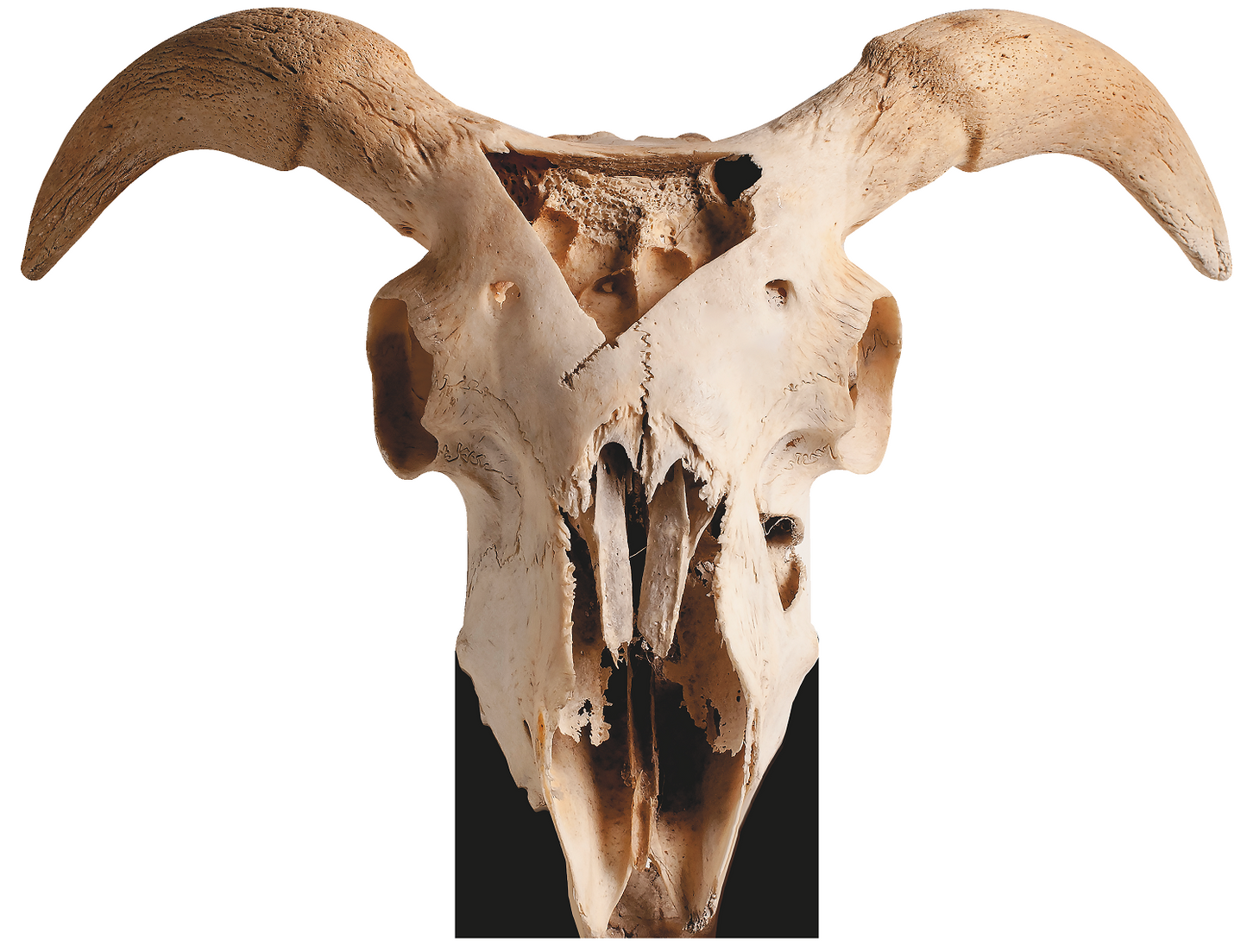 8x5ft Goat Skull Sin Icon Baphomet Satan Cardboard Cutout