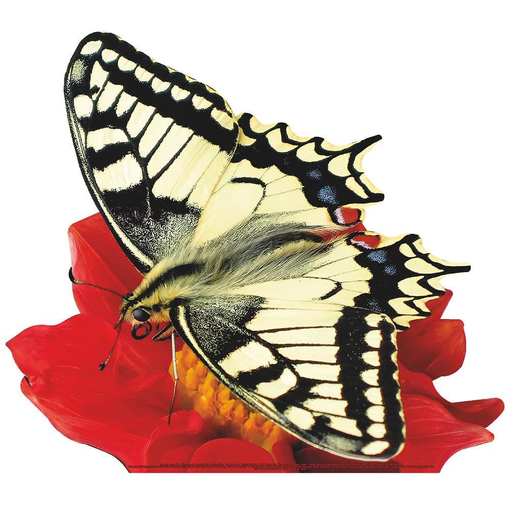Butterfly Old World Swallowtail  on Flower Cardboard Cutout
