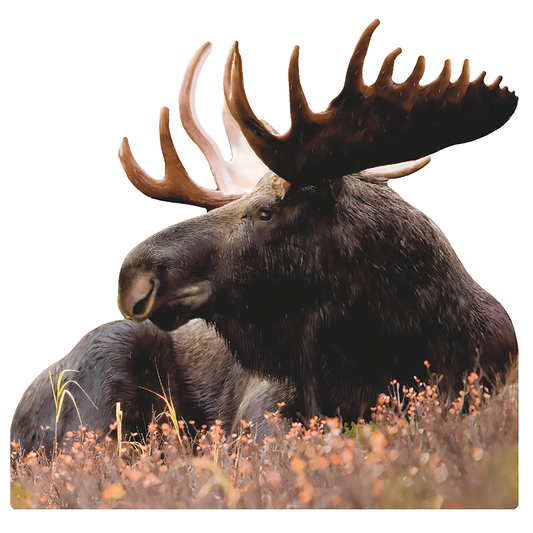 Bull Moose Laying Cardboard Cutout