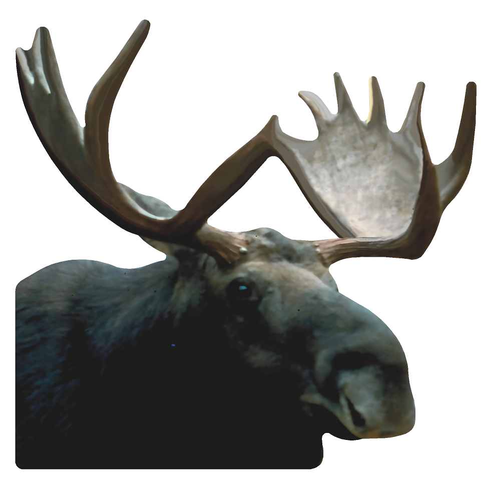 Moose Head Facing Right Cardboard Cutout