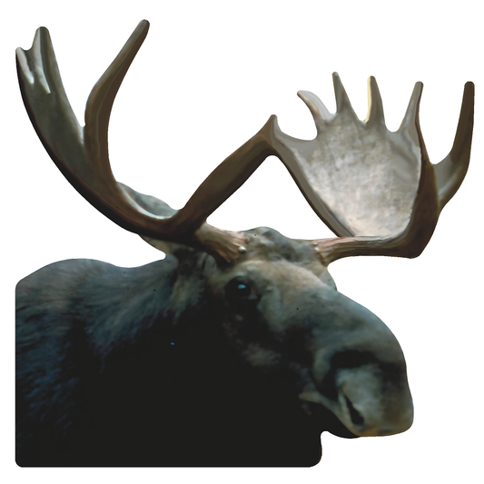 Moose Head Facing Right Cardboard Cutout