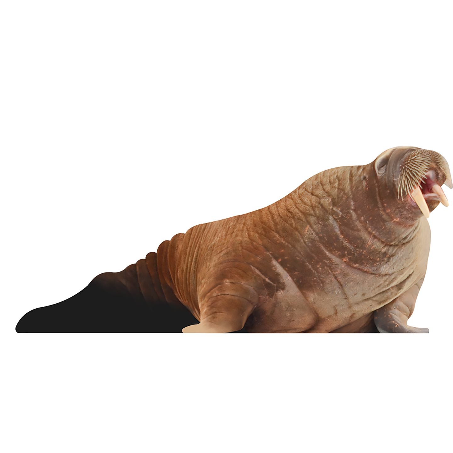 Walrus Alaskan Ice Arctic Animal Cardboard Cutout