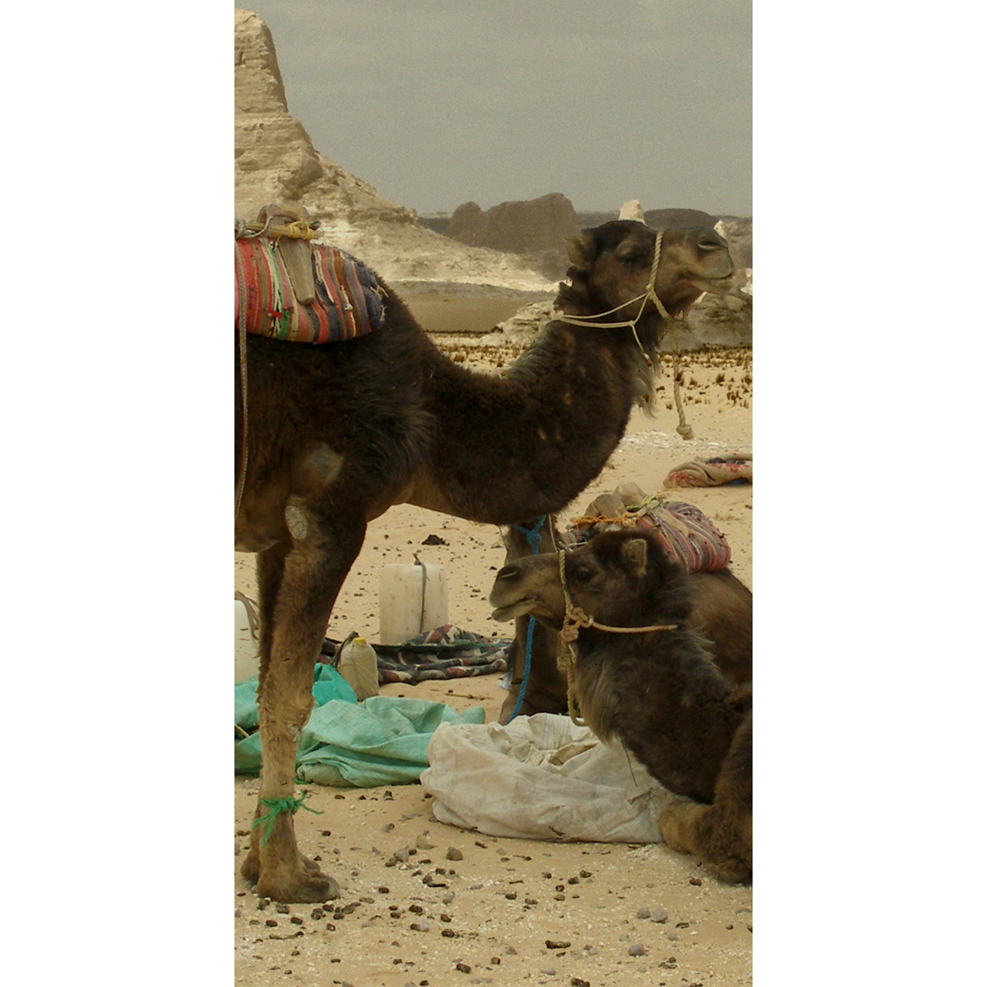 White Desert Egypt Camels Travel Cardboard Cutout