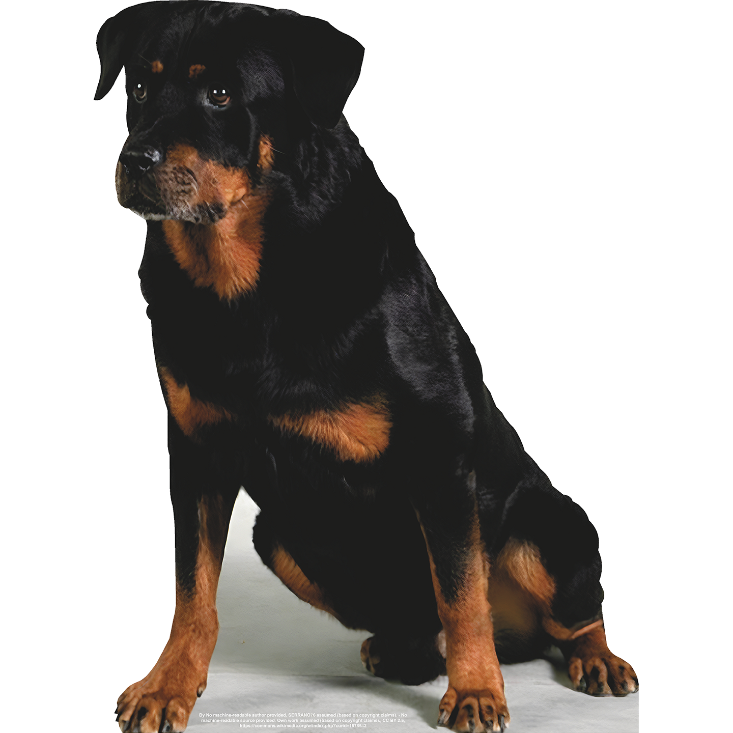 Sitting Rottweiler Cardboard Cutout Free Shipping – Life Size Custom ...