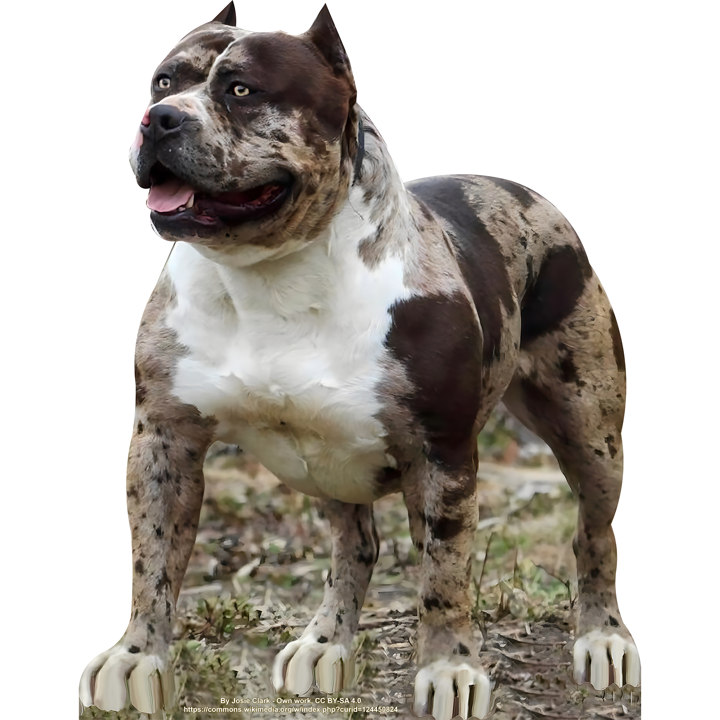 Tough Muscular Pitbull Dog Puppy Cardboard Cutout
