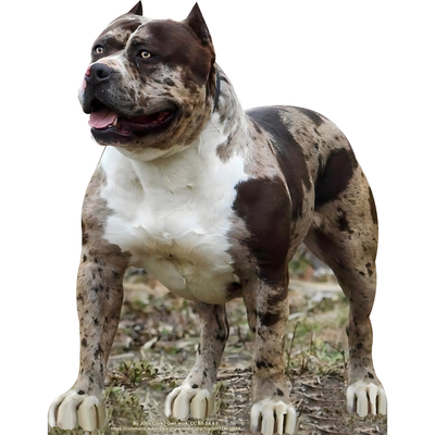Tough Muscular Pitbull Dog Puppy Cardboard Cutout