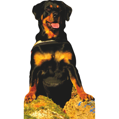 Rottweiler Peeking Over Rock Cardboard Cutout