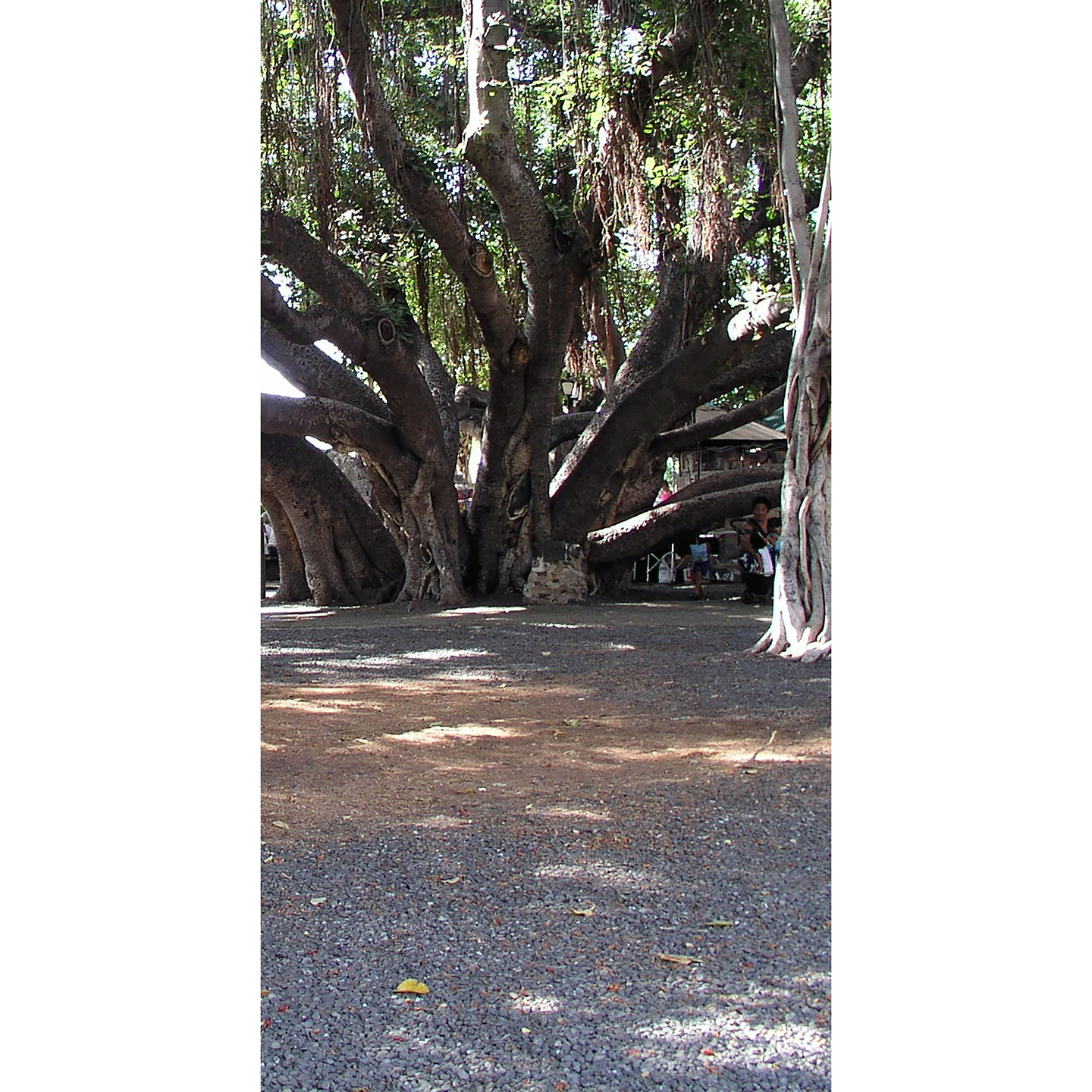 Banyan 1000 Year Tree Maui Lahaina Hawaii Cardboard Cutout