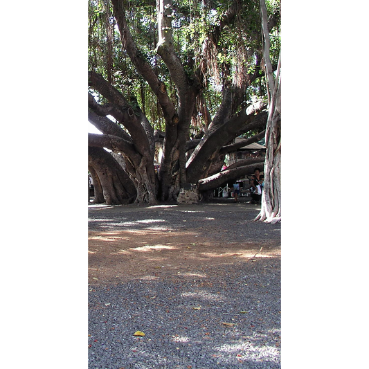 Banyan 1000 Year Tree Maui Lahaina Hawaii Cardboard Cutout