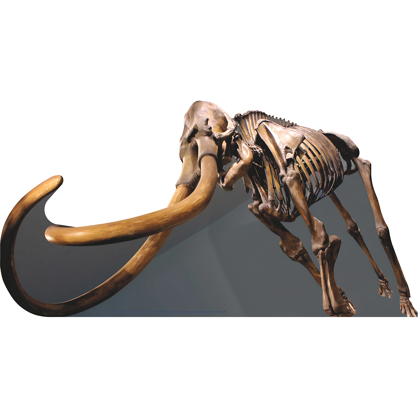 Woolly Mammoth Skeleton Cardboard Cutout