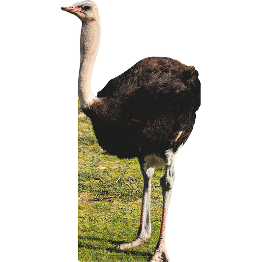 Ostrich Standing in Grass Cardboard Cutout