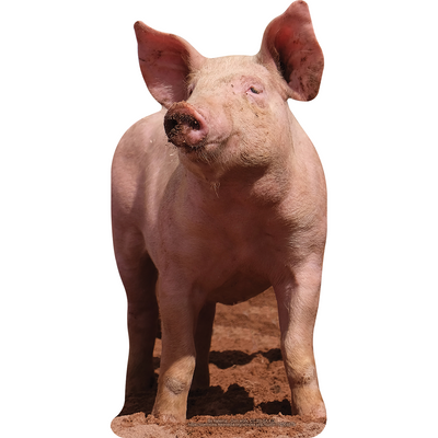 Happy As A Pig In Dirt Cardboard Cutout