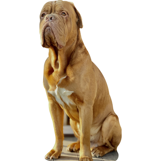 French Mastiff Cardboard Cutout