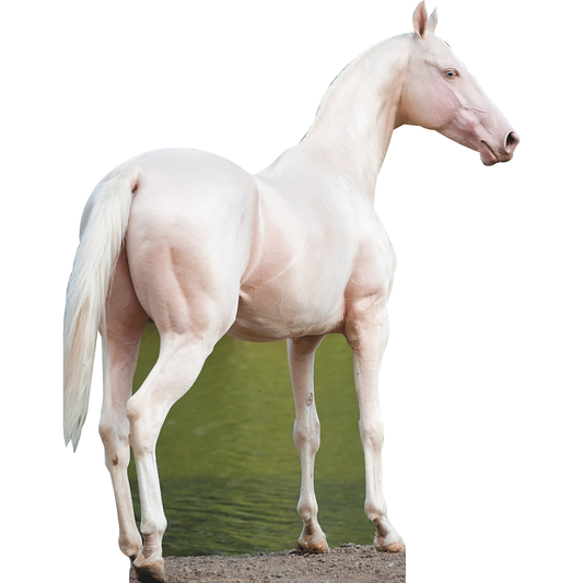 Akhal - Teke Golden Horse Stallion Cardboard Cutout