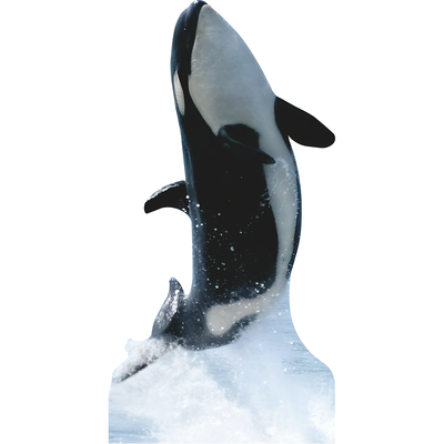 Killer Whale Free Jump Tall Cardboard Cutout