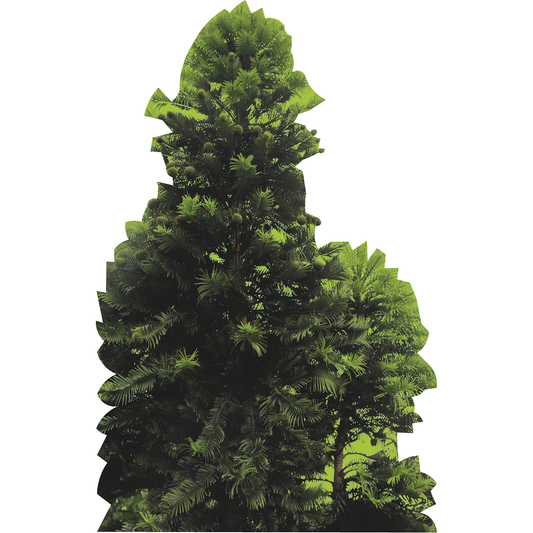 Wollemi Pine Living Fossil Tree Rare Endangered Cardboard Cutout
