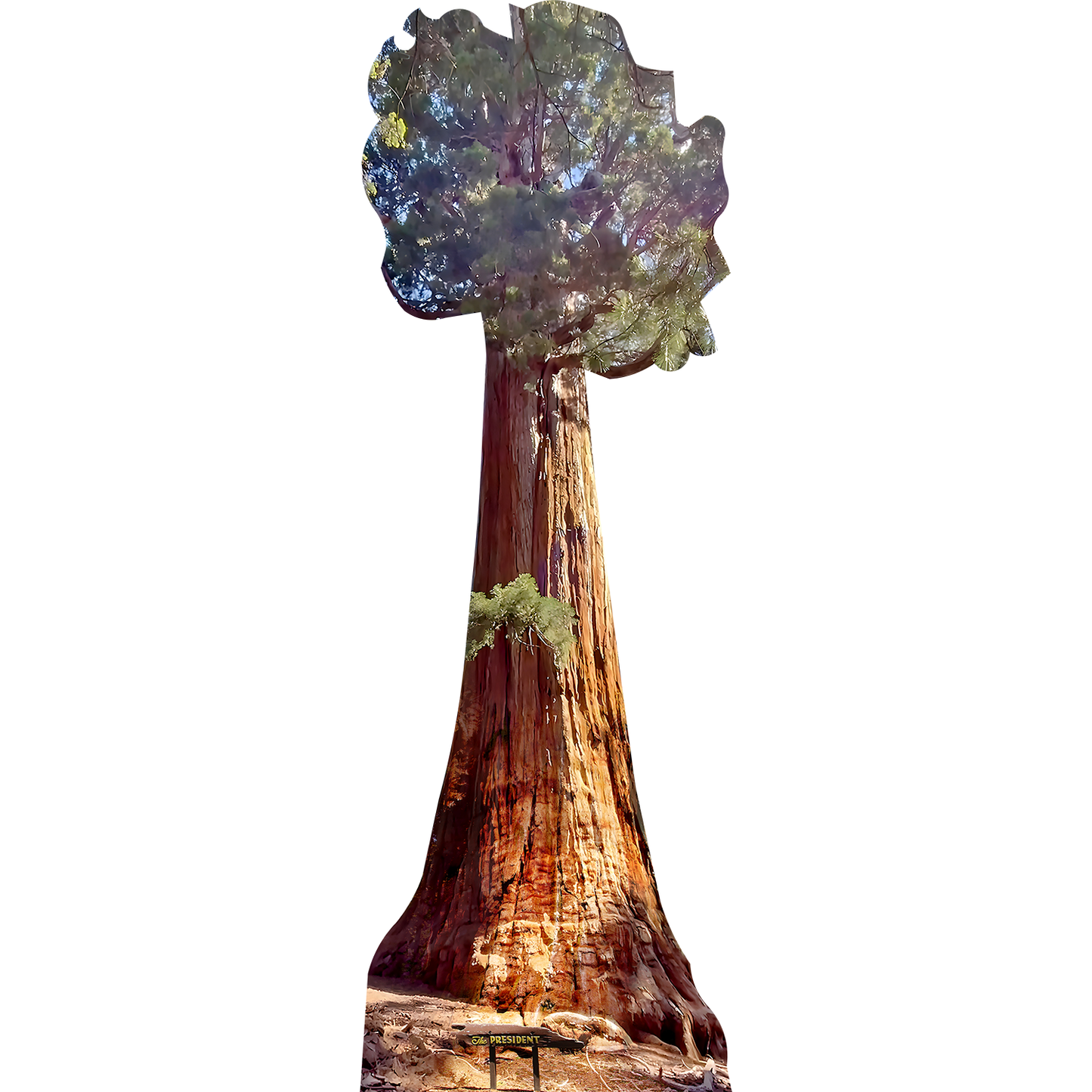 The President Giant Sequoia Tree California Cardboard Cutout