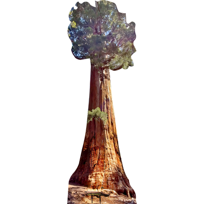 The President Giant Sequoia Tree California Cardboard Cutout