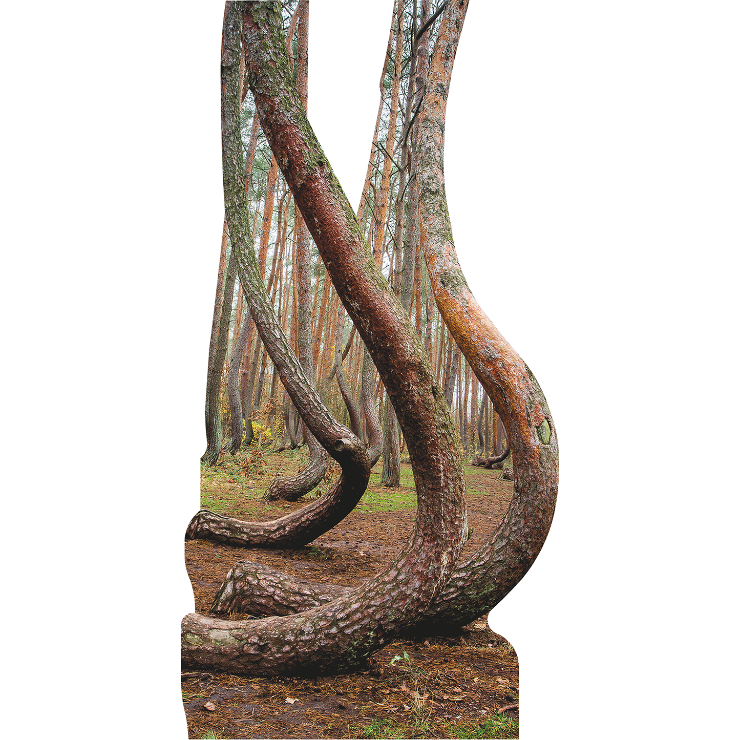 Crooked Forest Pine Trees Poland Cardboard Cutout