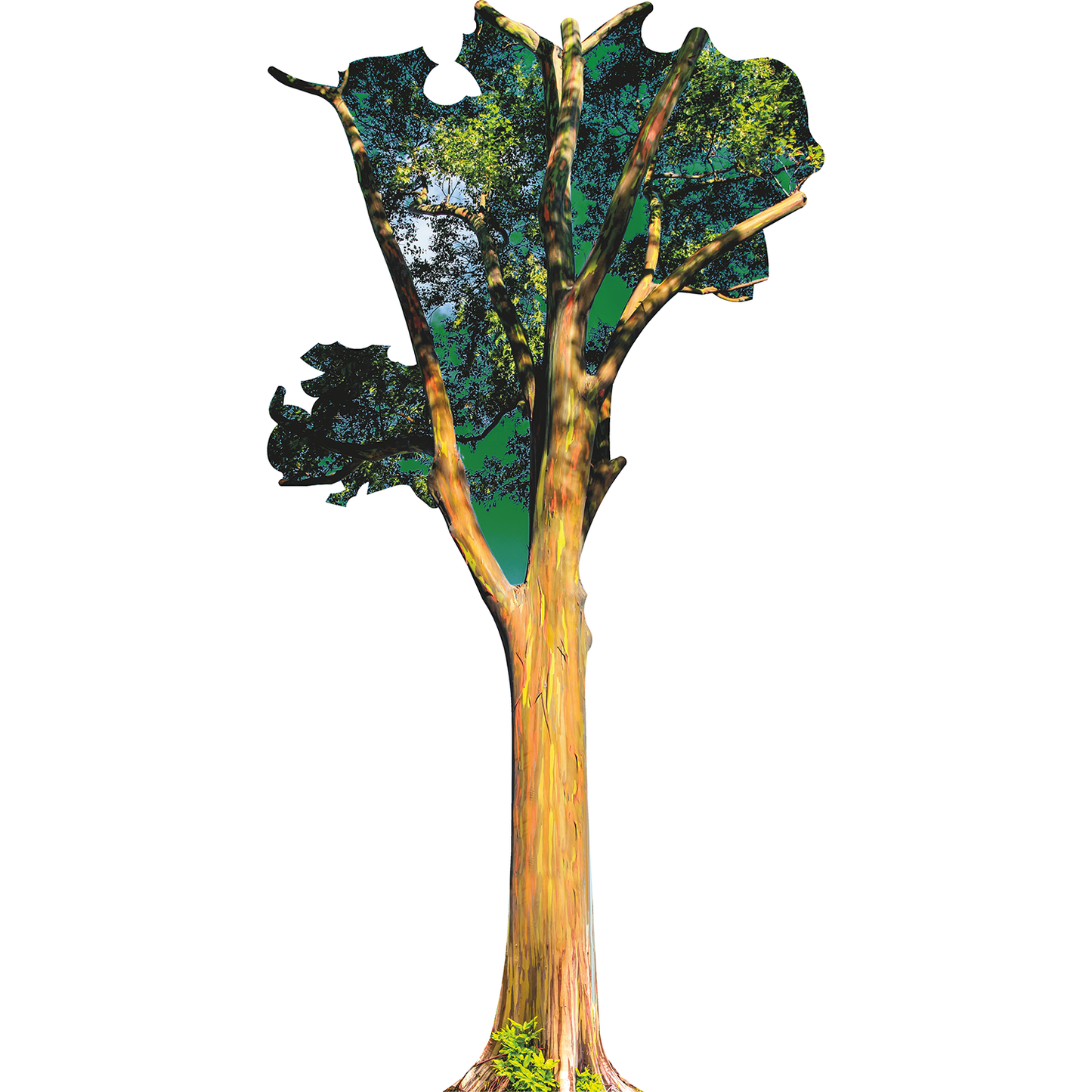 Rainbow Eucalyptus Tree of Maui Cardboard Cutout