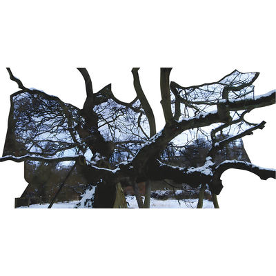 Capon Ancient Oak Tree Scotland Cardboard Cutout