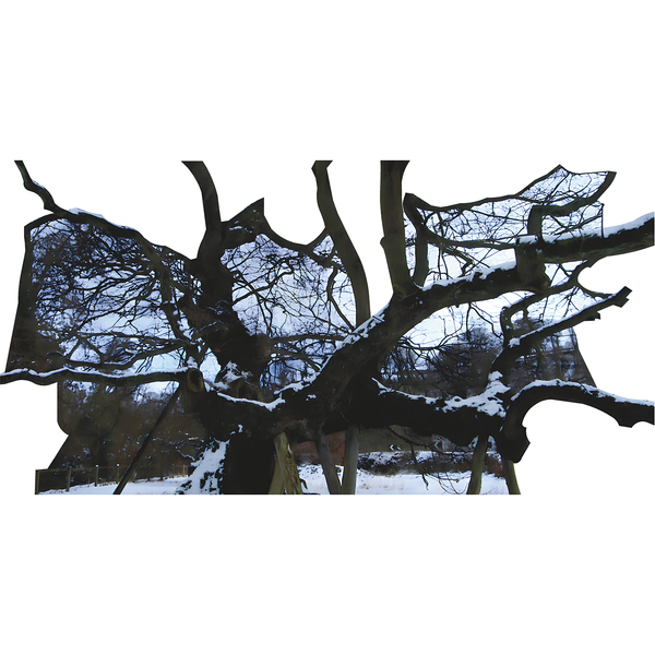 Capon Ancient Oak Tree Scotland Cardboard Cutout