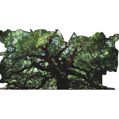 Angel Oak Southern Live Oak Cardboard Cutout