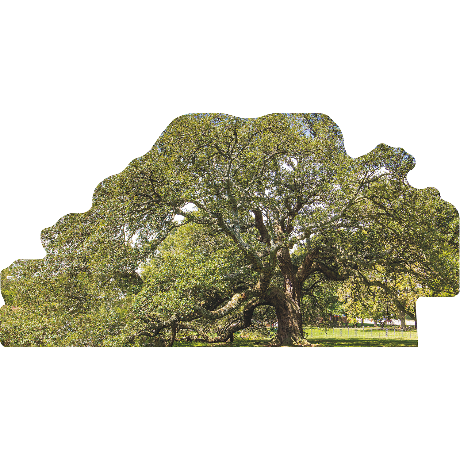 Emancipation Oak Virginia Emancipation Proclamation Reading Cardboard ...