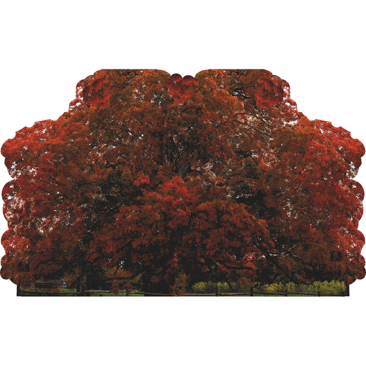 Comfort Maple Oldest Sugar Maple Tree Canada Cardboard Cutout