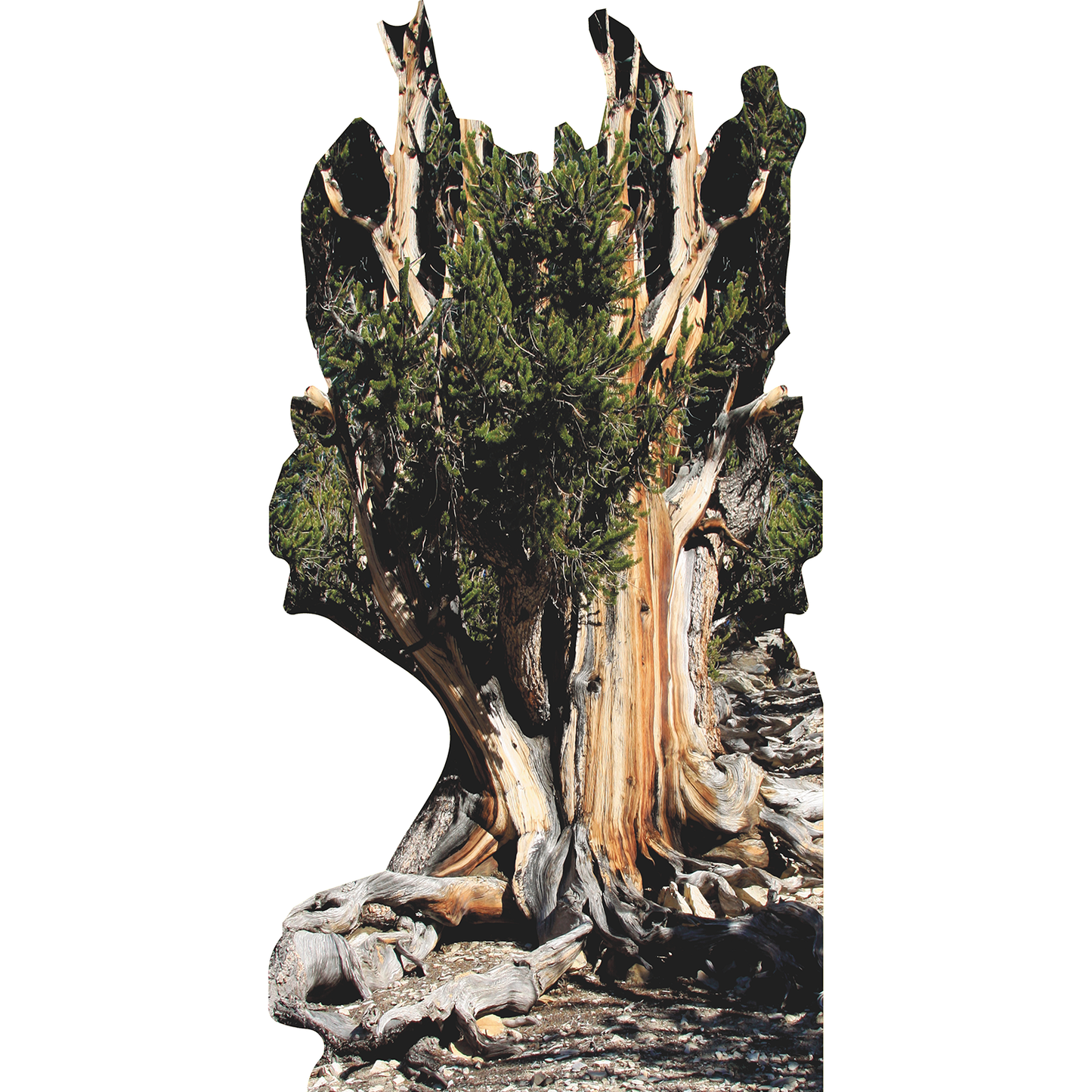 Great Basin Bristlecone Pine Tree Cardboard Cutout