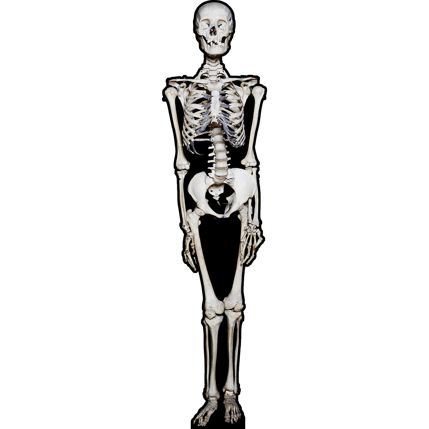 Skeleton Bones Skull Halloween Anatomy Cardboard Cutout