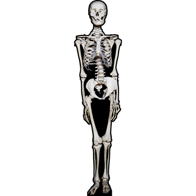 Skeleton Bones Skull Halloween Anatomy Cardboard Cutout