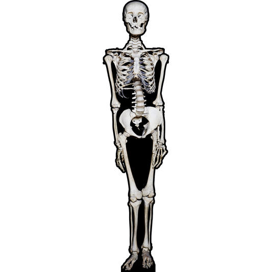 Skeleton Bones Skull Halloween Anatomy Cardboard Cutout