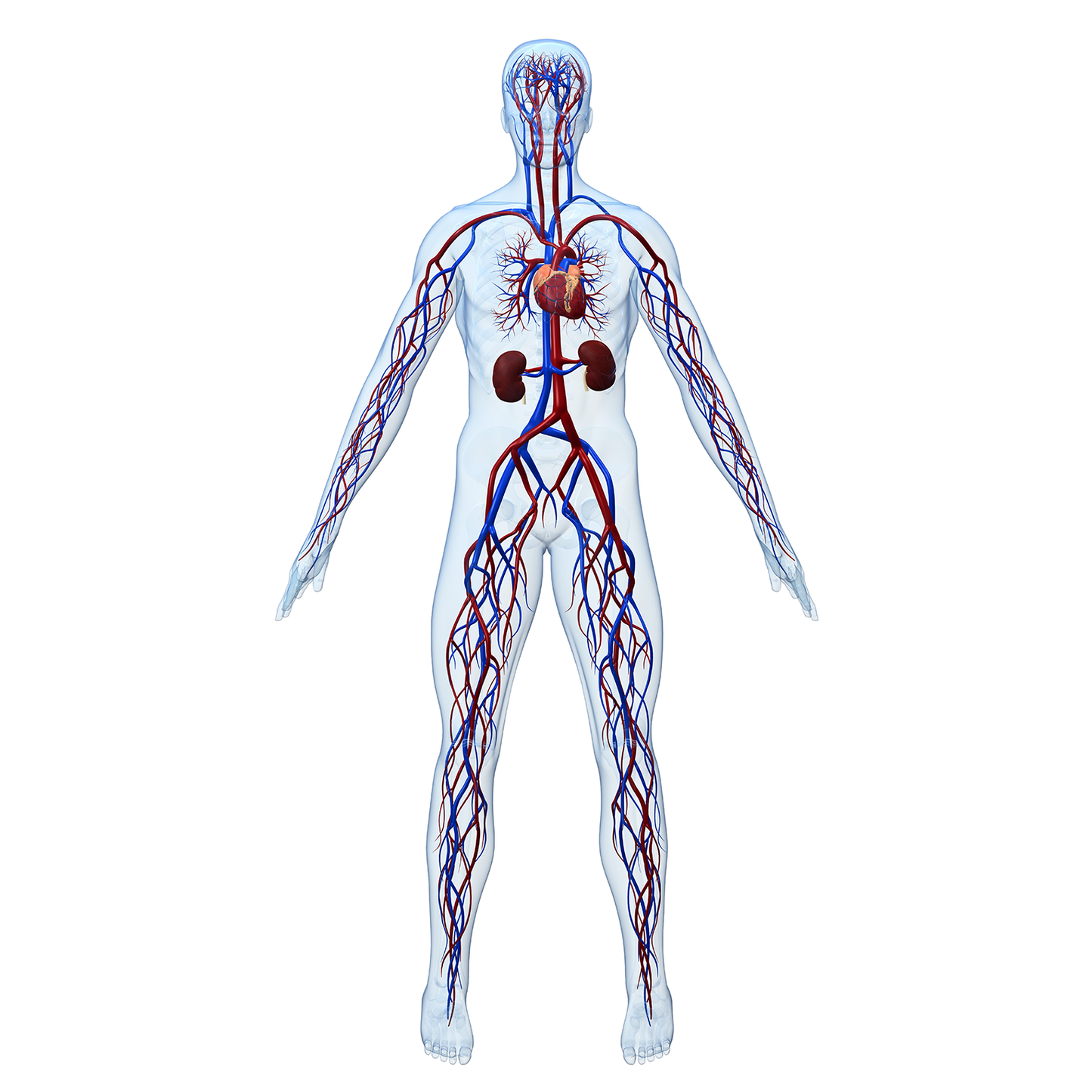 Human Anatomy Cardiovascular System Cardboard Cutout
