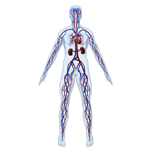 Human Anatomy Cardiovascular System Cardboard Cutout