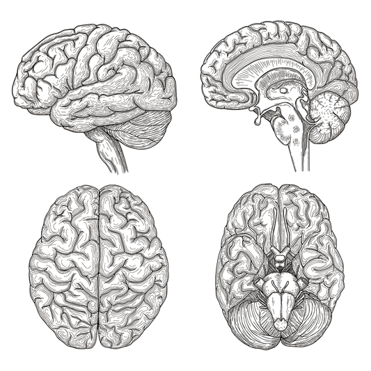 Anatomical Human Brain 4pack Illustration Science Biology Cardboard Cutout