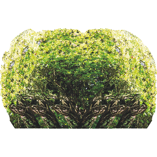 Rhododendron Garden Bush Shrub Shrubbery Forest Cardboard Cutout