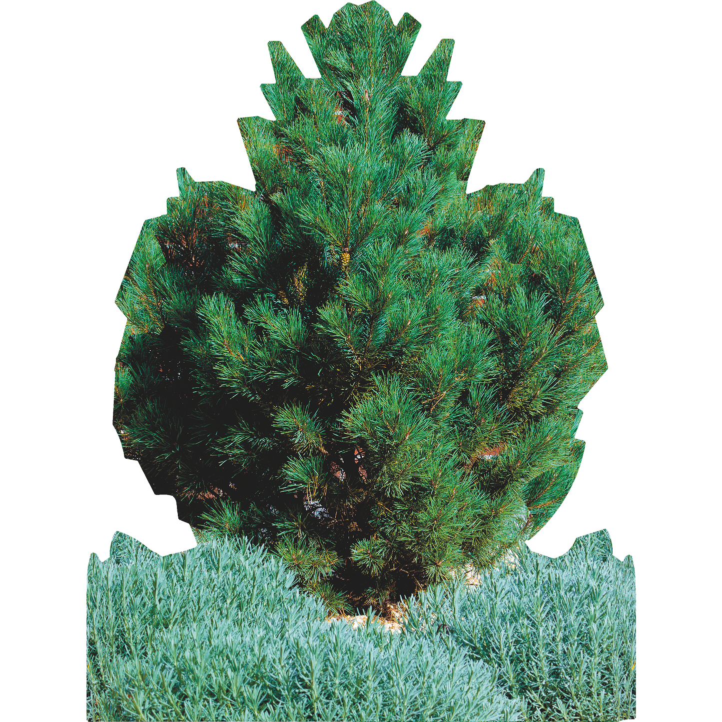 Garden Bush Plant Group Cardboard Cutout