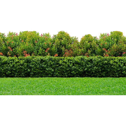 Garden Hedge Trees Bush Lawn Grass Backdrop Cardboard Cutout