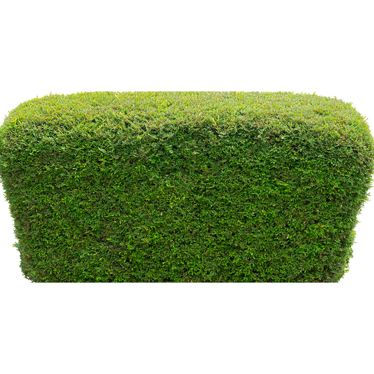 Trimmed Rectangular Hedge Cardboard Cutout