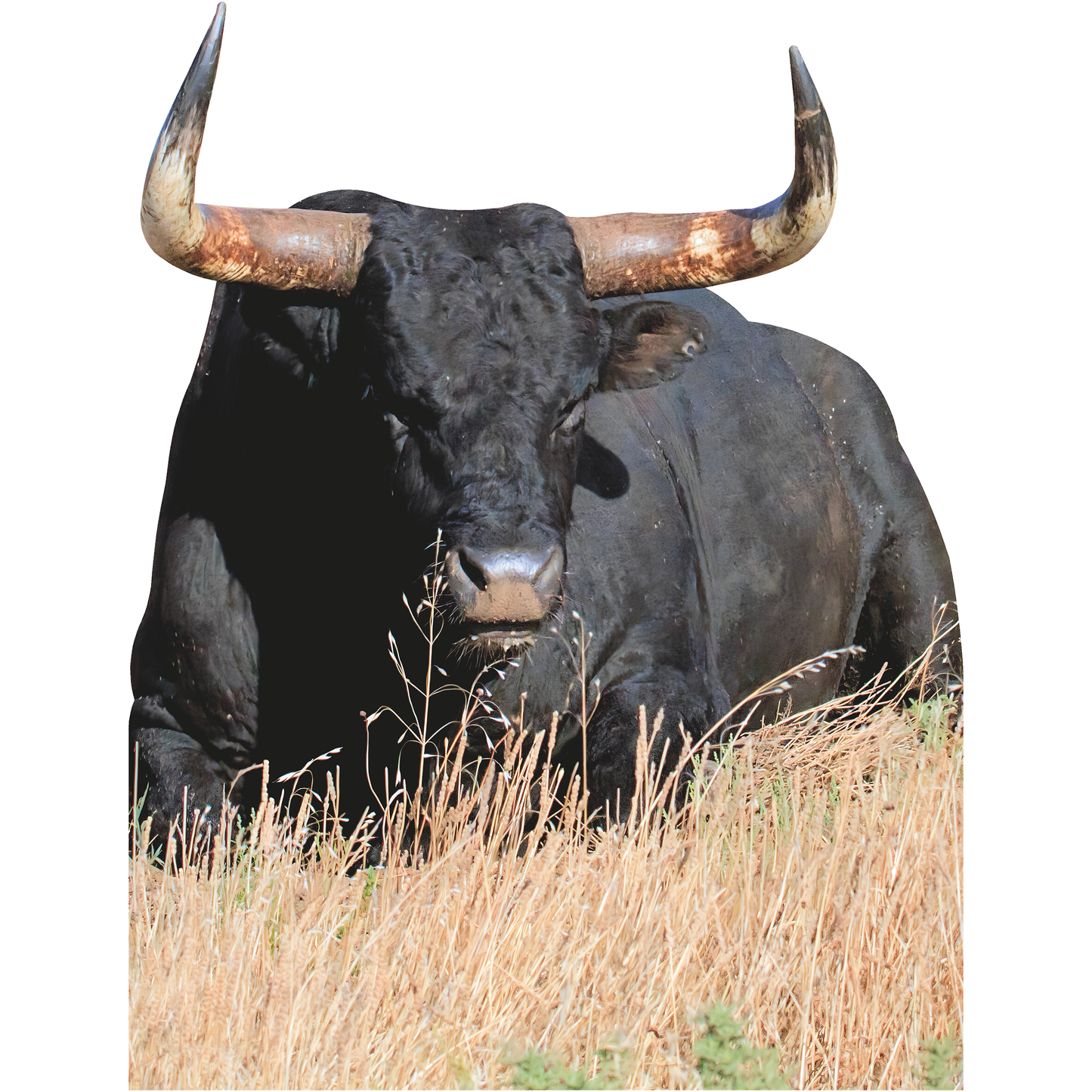 Black Texas Longhorn Sitting Cattle Steer Beef Cardboard Cutout