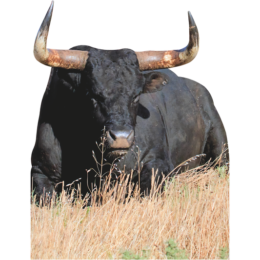 Black Texas Longhorn Sitting Cattle Steer Beef Cardboard Cutout