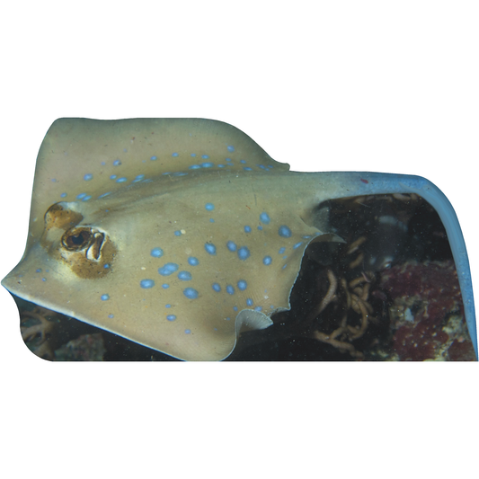 Underwater Blue Spotted Stingray Sting Ray Cardboard Cutout