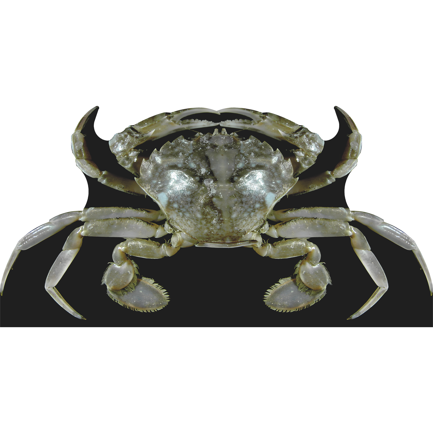 Atlantic Crab Cardboard Cutout