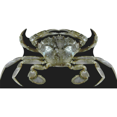 Atlantic Crab Cardboard Cutout