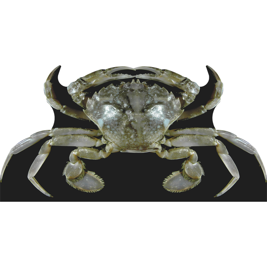 Atlantic Crab Cardboard Cutout