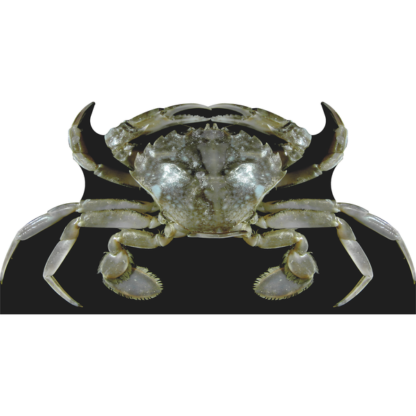 Atlantic Crab Cardboard Cutout